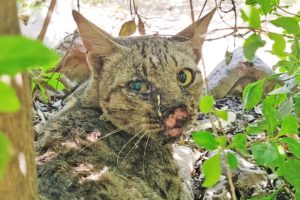 Cat's nose was cut off in accident. But look at her now!