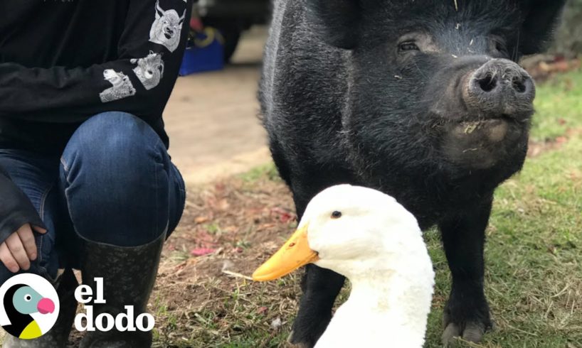 Cerdo tranquilo no puede tener suficiente de este pato muy intenso | Parejas Disparejas | El Dodo