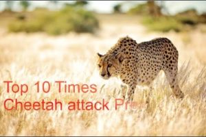 Cheetah! Top 10 Times Cheetah attacks Prey | Animal Fights - Big-Wildlife.