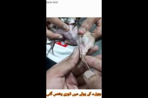 Chick rescued alhamdolila