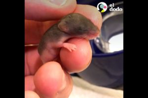 Chico se convierte en mamá después de salvar a un ratón bebé | Pequeño y Valiente | El Dodo