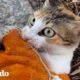 Chico se pone guantes para luchar con un gato callejero y llevarlo a un lugar seguro | El Dodo