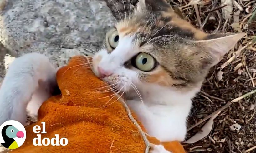 Chico se pone guantes para luchar con un gato callejero y llevarlo a un lugar seguro | El Dodo