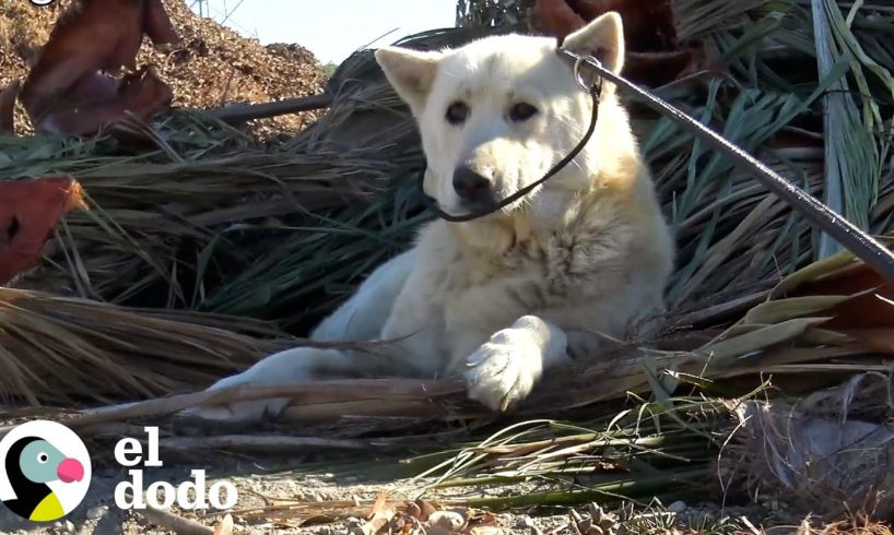 Chico se promete a sí mismo no volver a adoptar hasta que... | El Dodo