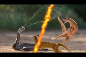 Cobra Snake Vs Mongoose Dangerous Fight #animallover #animals #snake #mongoosevssnake