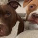 Couple adopts two shelter dogs. And now say they are their two sons.