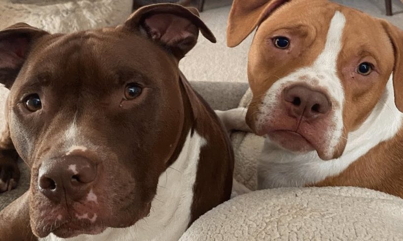 Couple adopts two shelter dogs. And now say they are their two sons.