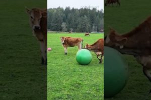 Cow Running and Playing with Ball Funny Animal Videos @pokemyheart #shorts #animals #tiktok