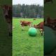 Cow Running and Playing with Ball Funny Animal Videos @pokemyheart #shorts #animals #tiktok