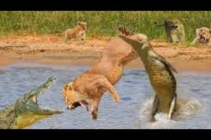 Crocodile attack  buffalo vs crocodile fight, wild animal attacks prey