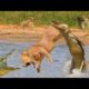 Crocodile attack  buffalo vs crocodile fight, wild animal attacks prey