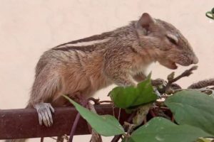 Cute Animals Doing Funny Things | Satisfying and Relaxing videos | Mr Anilace | Indian Palm Squirrel