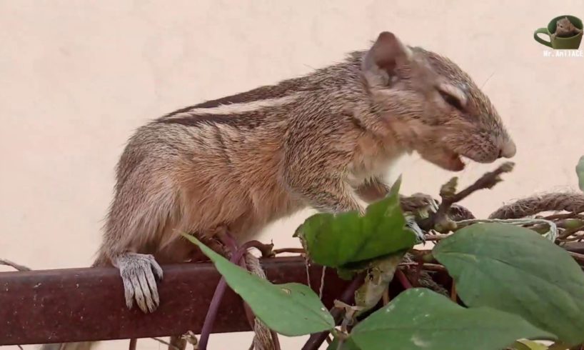 Cute Animals Doing Funny Things | Satisfying and Relaxing videos | Mr Anilace | Indian Palm Squirrel