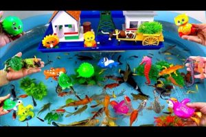 Cute Animals, Ruli Rat Fish, Red Seahorse, Frog, Goldfish, Oscar Fish,Dolphin,Crocodile,Shark,Shrimp