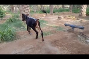 Cute Baby Cow Playing 🐄 / Cow baby video //  Animal Videos