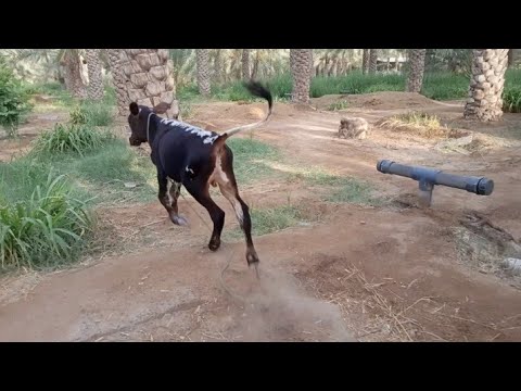 Cute Baby Cow Playing 🐄 / Cow baby video //  Animal Videos