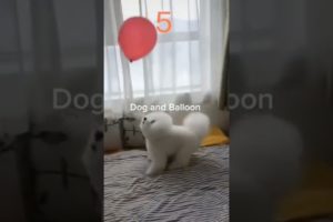 Cute Dog Playing Ballon #animals #dog #animalshorts #cat #cutedog