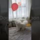 Cute Dog Playing Ballon #animals #dog #animalshorts #cat #cutedog