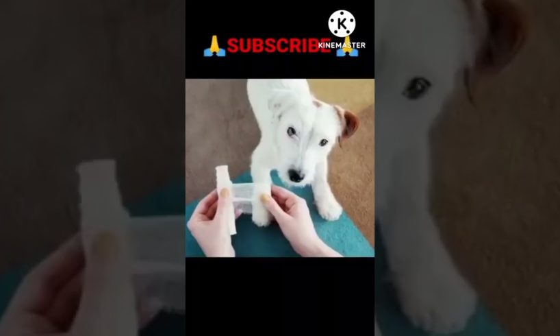 Cute Dog Rescue ❤️ cute animal #shorts #shortvideo #viralvideo #trending #funny #animals #tiktok(2)