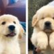 Cute Golden Dog SOO CUTE You Have to See Them 🐶🥰| Cute Puppies