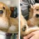 😍Cute Golden Puppy that Will Make Your Day So Much Better 🐶🐶 | Cute Puppies