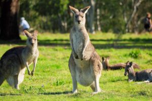 Cute Kangaroo’s Behaviour Funny Animals Compilation #3 | Australian Wildlife 4K
