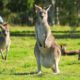 Cute Kangaroo’s Behaviour Funny Animals Compilation #3 | Australian Wildlife 4K