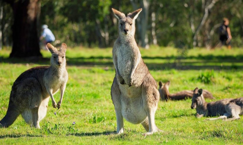 Cute Kangaroo’s Behaviour Funny Animals Compilation #3 | Australian Wildlife 4K