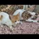 Cute Kitten Stray Cats Just Want To Eat Food (Animal Rescue Video 2022)