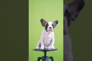 Cute Pets Doing Funny Things - Cutest Pets In The World #shorts