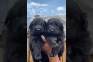 Cute Puppies || Puppies #short