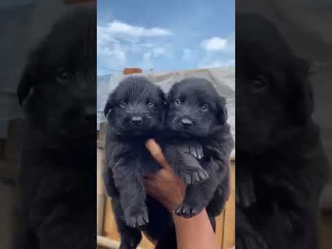 Cute Puppies || Puppies #short