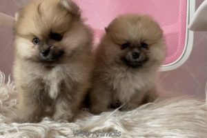 Cute Puppies - True Friends of Us