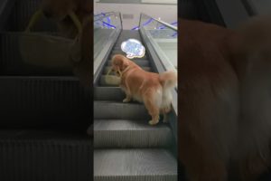 Cute and Funny Dog Videos | Minutes of Funny Puppy | Funniest & Cutest Puppies - Funny Puppy Videos
