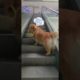 Cute and Funny Dog Videos | Minutes of Funny Puppy | Funniest & Cutest Puppies - Funny Puppy Videos