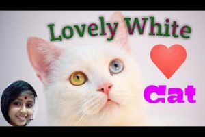 Cute and funny white cat playing with music instruments.... #Cute Animal #Cute cat