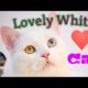 Cute and funny white cat playing with music instruments.... #Cute Animal #Cute cat