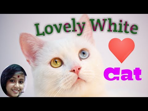 Cute and funny white cat playing with music instruments.... #Cute Animal #Cute cat