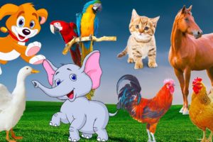 Cute moments of animals around us: horse, cow, cat, dog, elephant, chicken