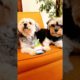Cute puppies video❤ #youtube shorts #cute dogs clips #world cutest puppy #beautiful puppies #animals