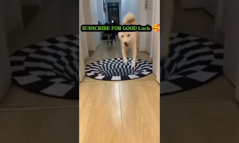 Cute puppies vs. Illusion Carpet | प्यारा पिल्ले बनाम भ्रम कालीन | Милые щенки против ковра-иллюзии