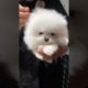 Cute puppy Videos Compilation Hair Cut - Cutest Puppies #cute#puppy #shorts #youtubeshorts #trending