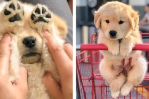 Cutest Golden Retriever Puppy - Made Your Day with You  🐶🐶 | Cute Puppies