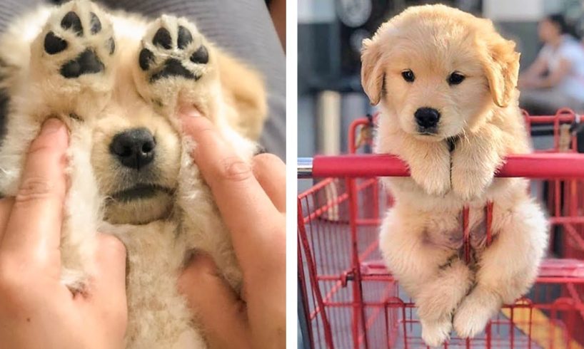 Cutest Golden Retriever Puppy - Made Your Day with You  🐶🐶 | Cute Puppies