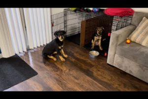 Cutest Puppies Learning Commands 🐕🦴❤️🥩