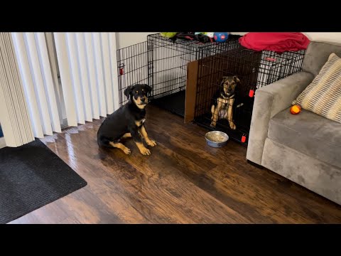 Cutest Puppies Learning Commands 🐕🦴❤️🥩