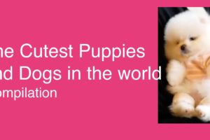 Cutest Puppies and Dogs in the World compilation