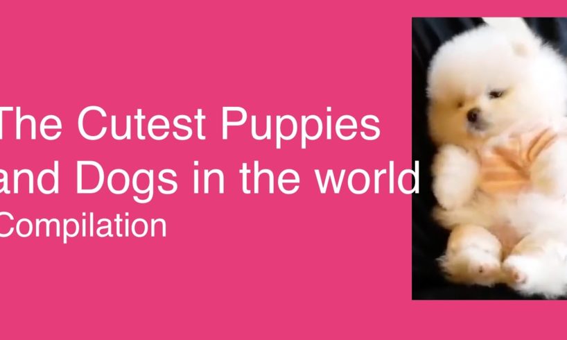 Cutest Puppies and Dogs in the World compilation