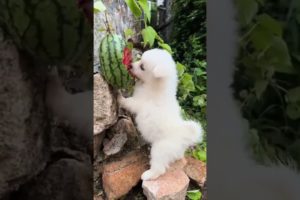 Cutest Puppy Eating Watermelon