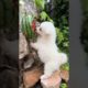 Cutest Puppy Eating Watermelon